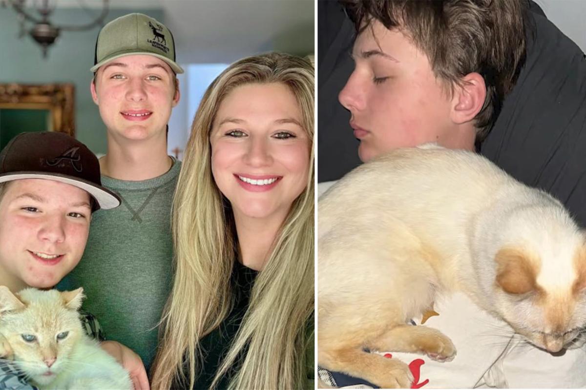 California cat lost seven years ago finds its way back to family