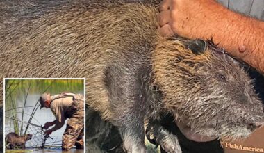 Invasion of nutria rodents in California may have been intentional: officials