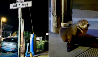 Lost sea lion pup found wandering streets of San Francisco