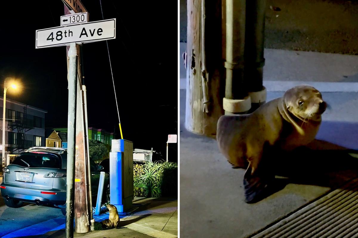 Lost sea lion pup found wandering streets of San Francisco