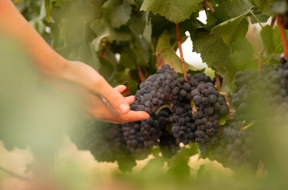 MacRostie Winery & Vineyards’ grapes produce more than 15 chardonnays.