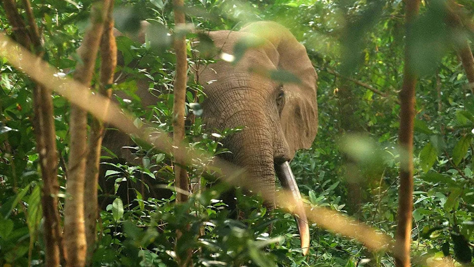 Elephants standing among thick vegetation in a forest at Pongara National Park