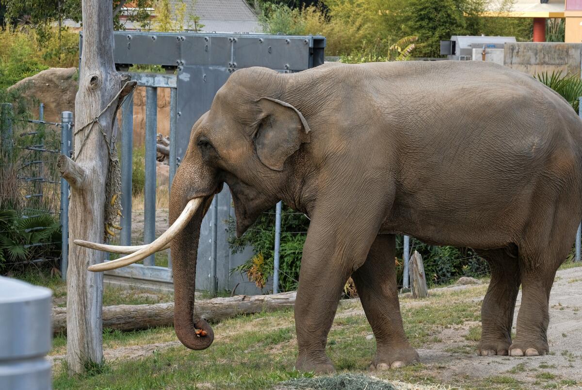 Billy, an Asian elephant, roams his former habitat at the Los Angeles Zoo.