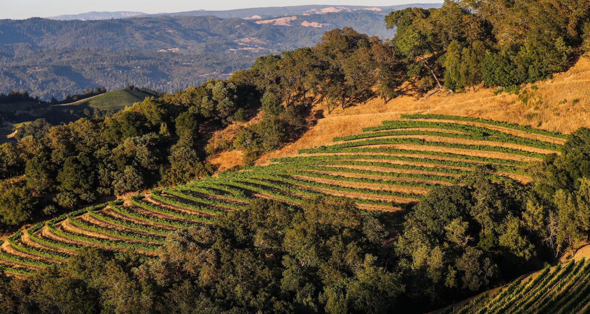 Napa’s Cain Vineyards & Winery sold to SF firm Third Leaf Partners