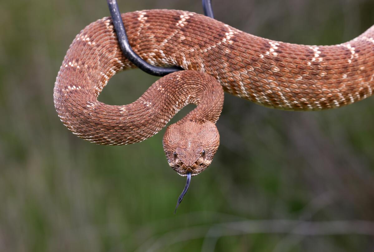 An adult male red diamond rattlesnake is photographed at San Timoteo Canyon in Riverside