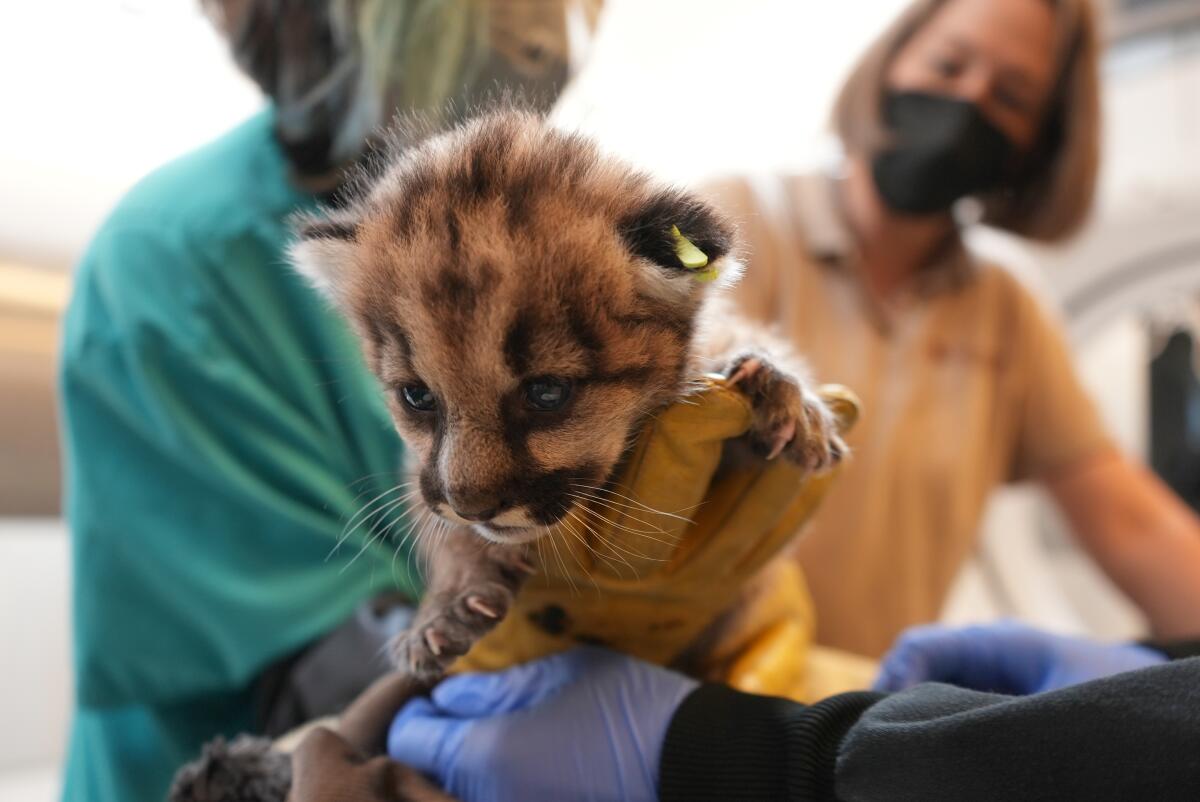 A three-week old mountain lion found in Southern California