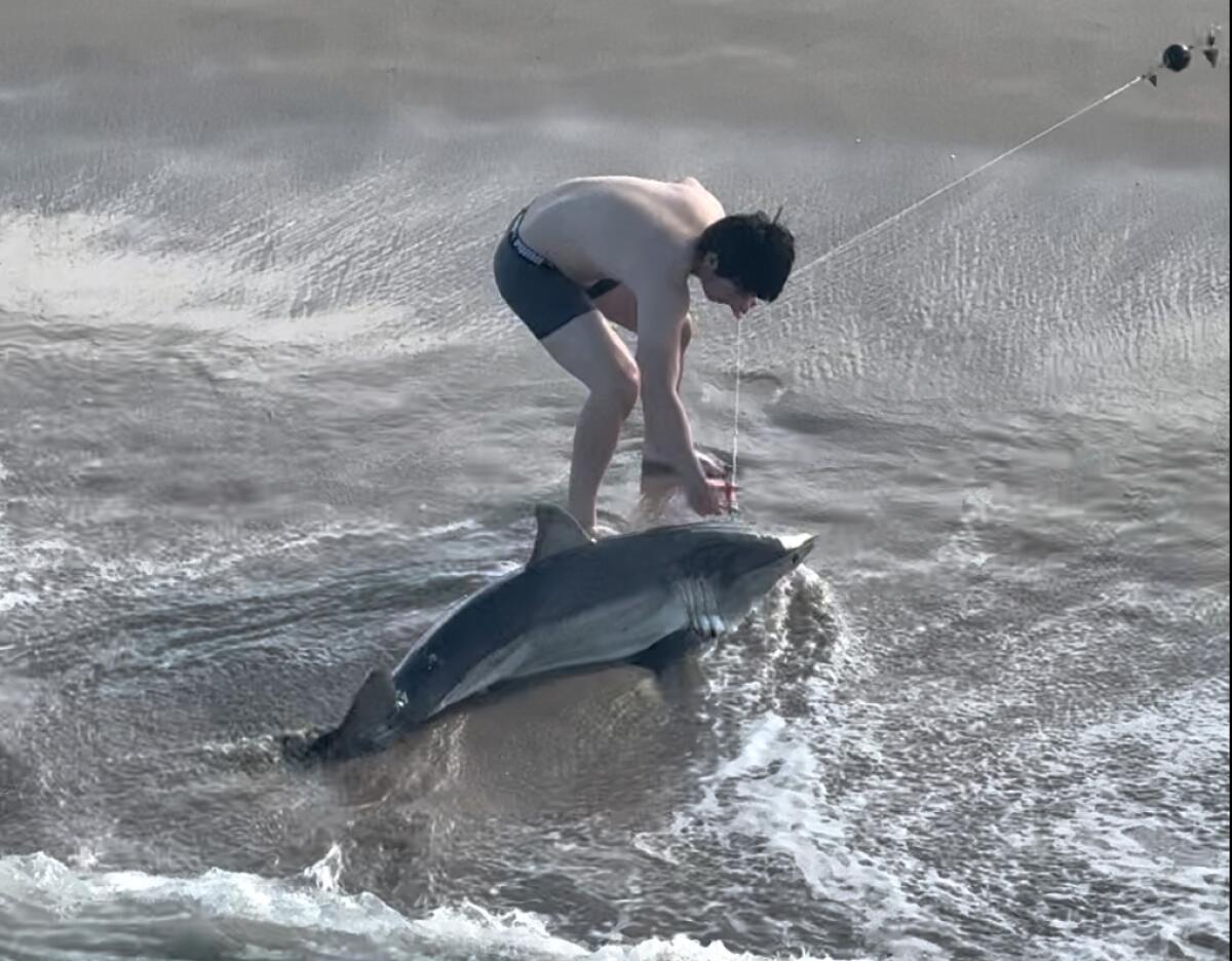A great white shark caught on a line at Hermosa Beach Pier is freed by a fisherman.