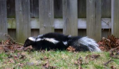 Rabid skunk bites Oakland County resident