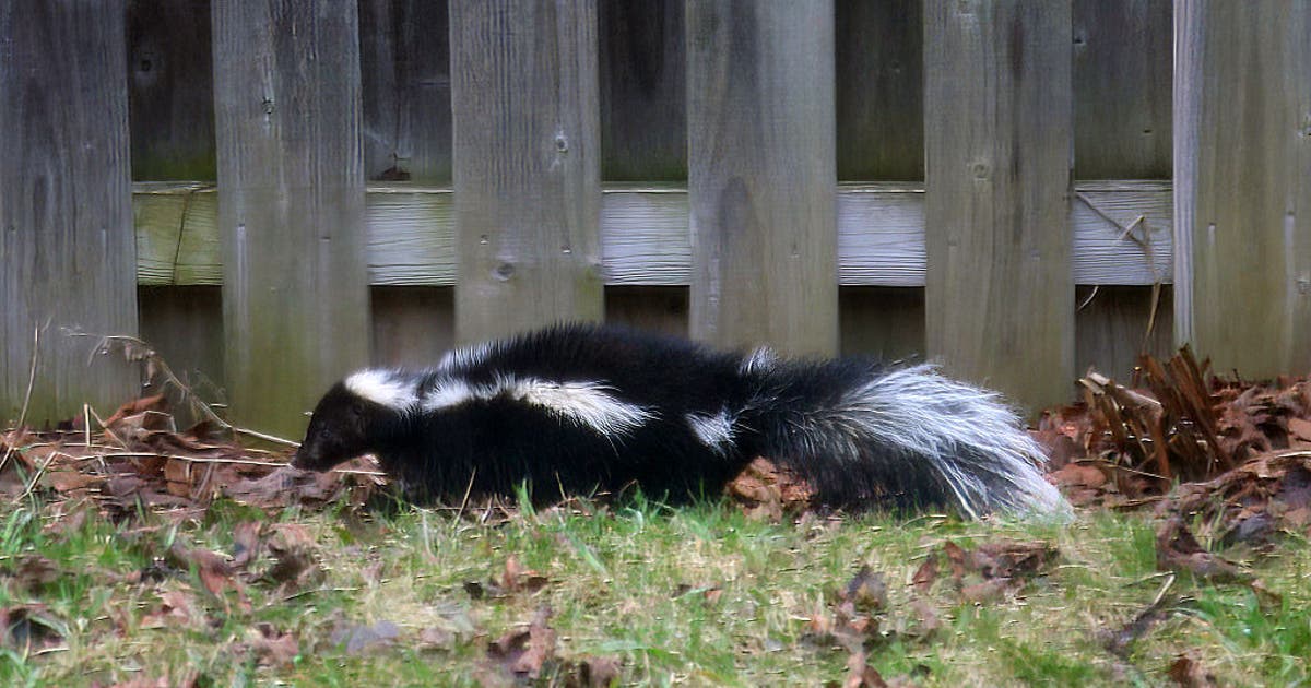 Rabid skunk bites Oakland County resident