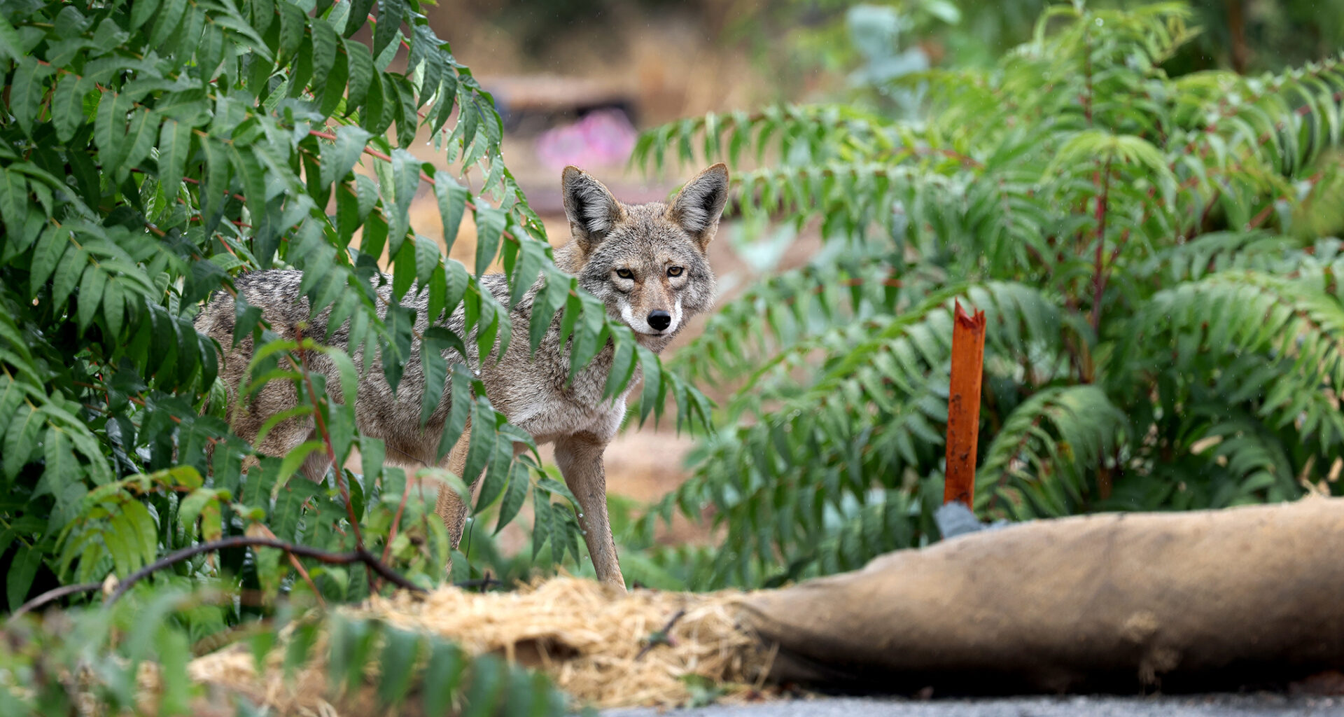 State kills coyote that attacked 2 children in Los Angeles