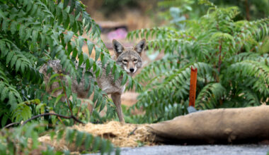 State kills coyote that attacked 2 children in Los Angeles