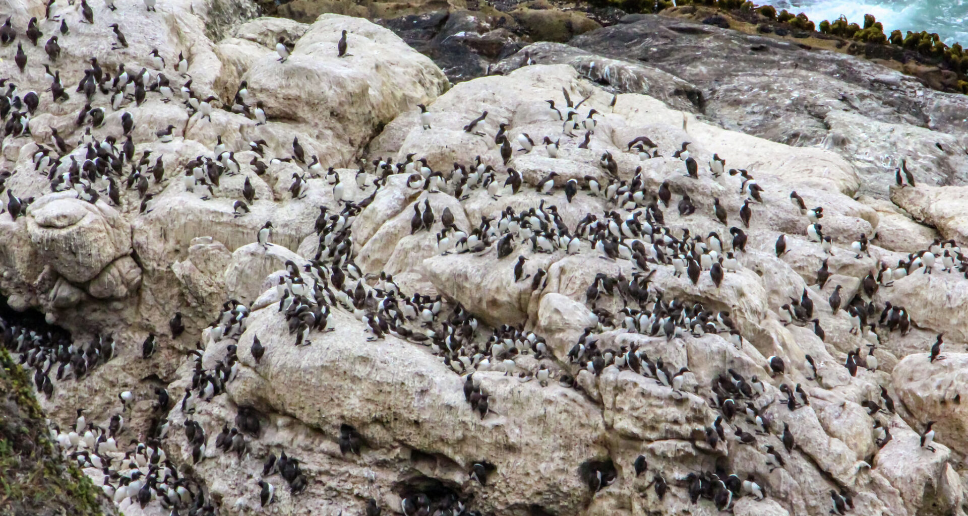 Seabirds are dying in large numbers along California beaches