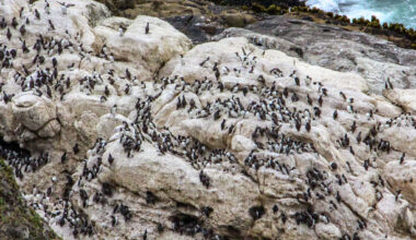 Seabirds are dying in large numbers along California beaches
