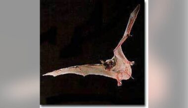 Bat tests positive for rabies, found in Fremont neighborhood