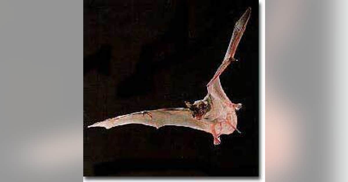 Bat tests positive for rabies, found in Fremont neighborhood