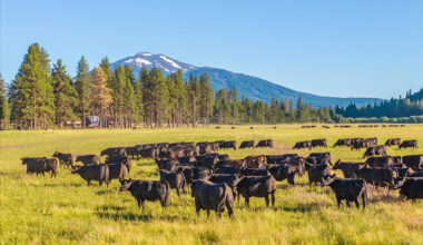 How does a $4.85M California ranch compare to Texas properties?
