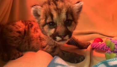 Oakland Zoo caring for three-week-old mountain lion cub