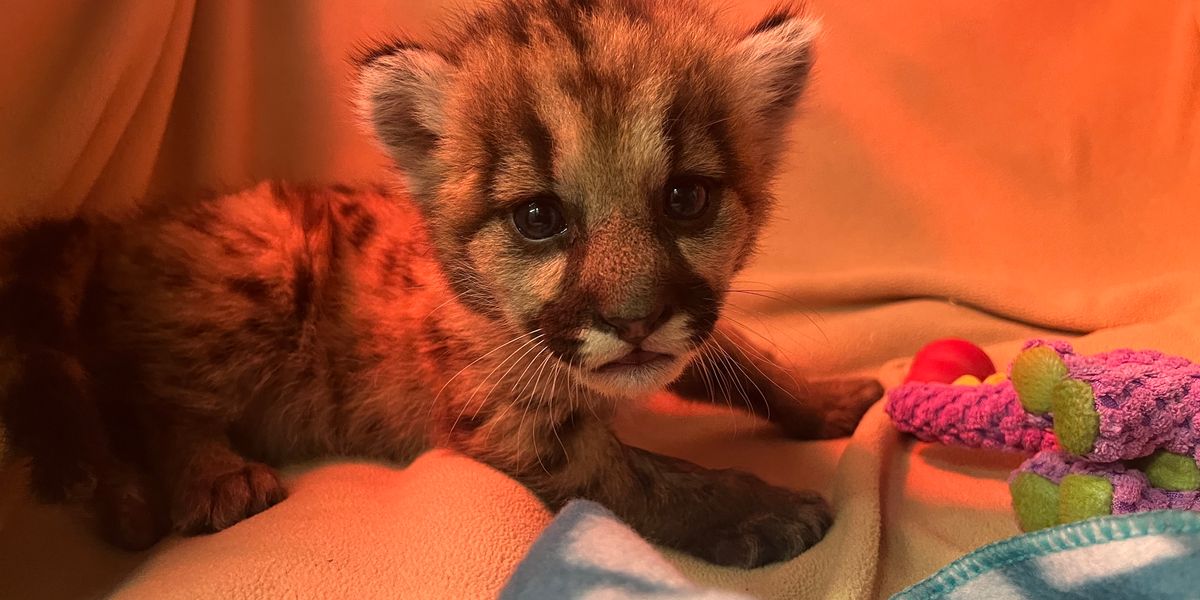 Oakland Zoo caring for three-week-old mountain lion cub