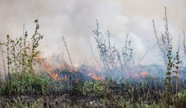 Prescribed Burns Wednesday in Washtenaw, Oakland Counties