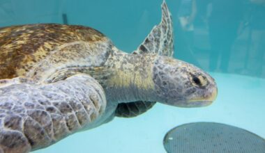 Meet Meatloaf – the aquarium’s nearly 250-pound rescued sea turtle in recovery – Press Telegram