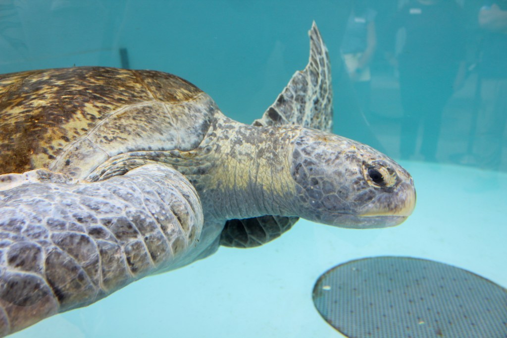 Meet Meatloaf – the aquarium’s nearly 250-pound rescued sea turtle in recovery – Press Telegram