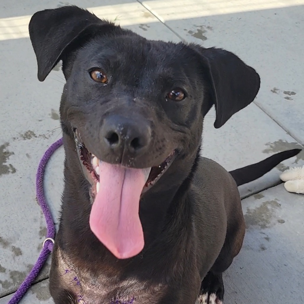 Pamela is a 1-year-old, female, Labrador retriever and Cardigan Welsh...