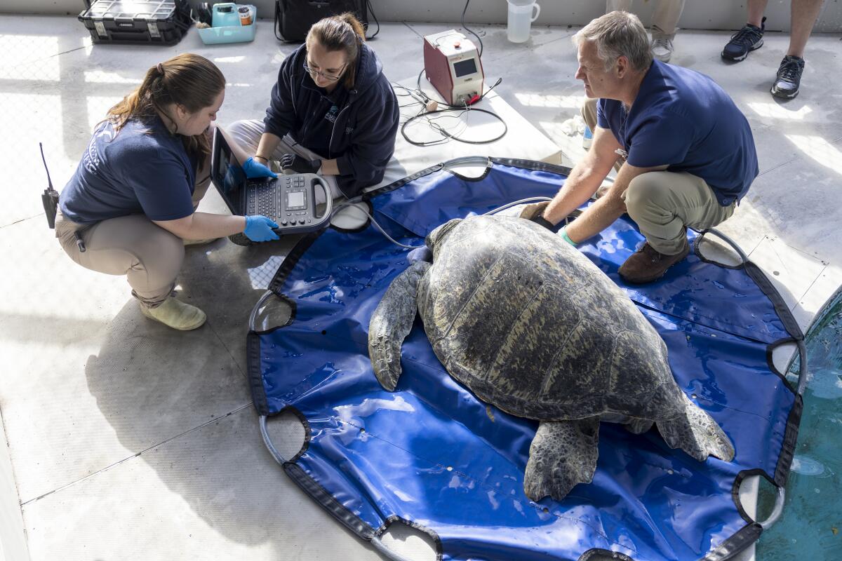 Meatloaf is cared for at Aquarium of the Pacific.