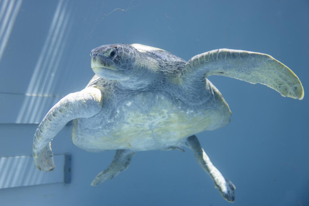 Meatloaf swims at the Aquarium of the Pacific.