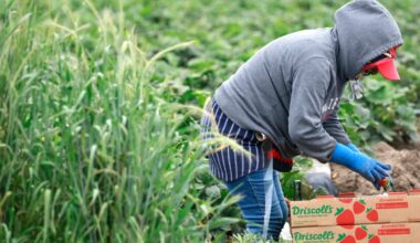 California Bill Aims to End Spraying of Crops With Toxic “Forever Chemicals” – Mother Jones