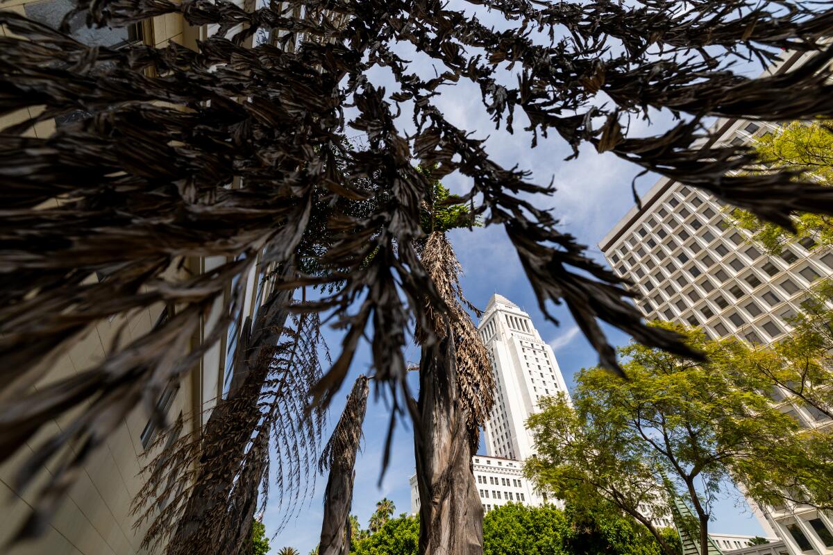 Dead fronds hang from broken palm trees at the Felipe de Neve Plaza.
