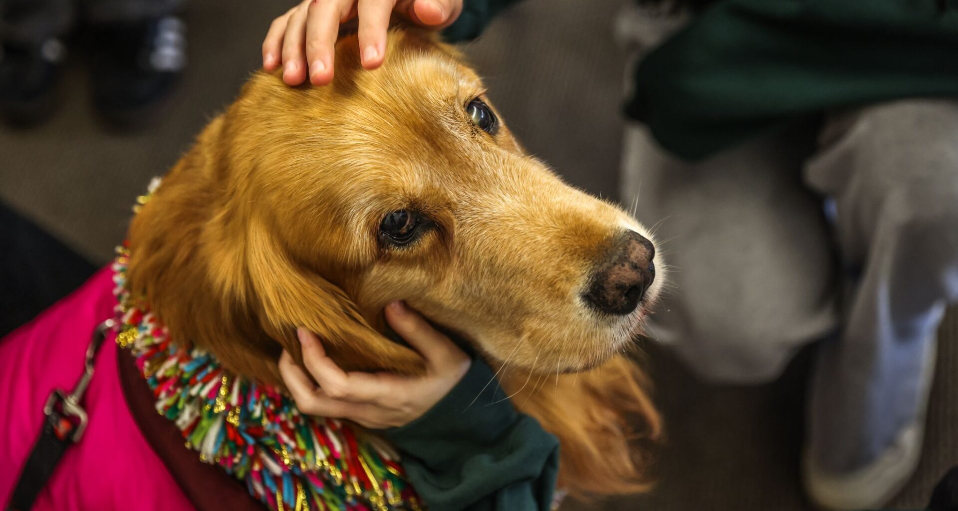 SF therapy dog remembered at farewell bash