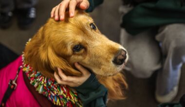 SF therapy dog remembered at farewell bash