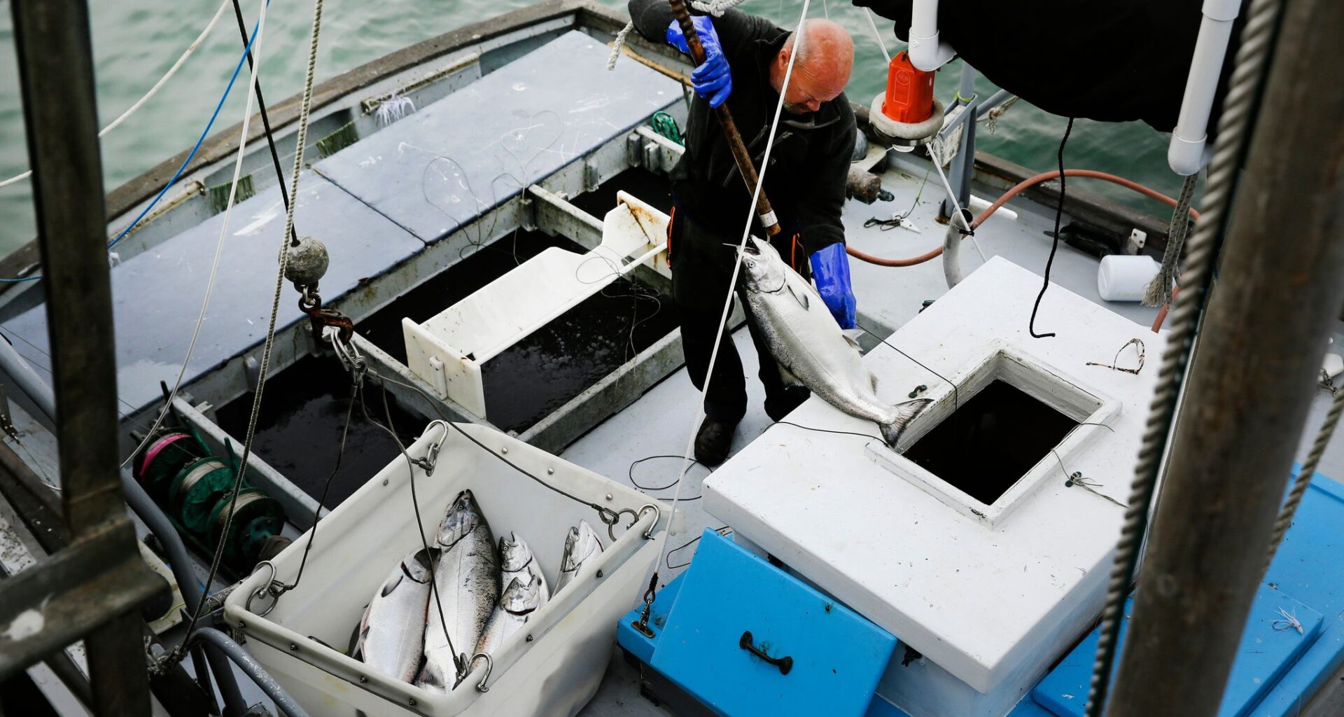 Commercial salmon fishing to open in California for the first time since 2022 as population rebounds