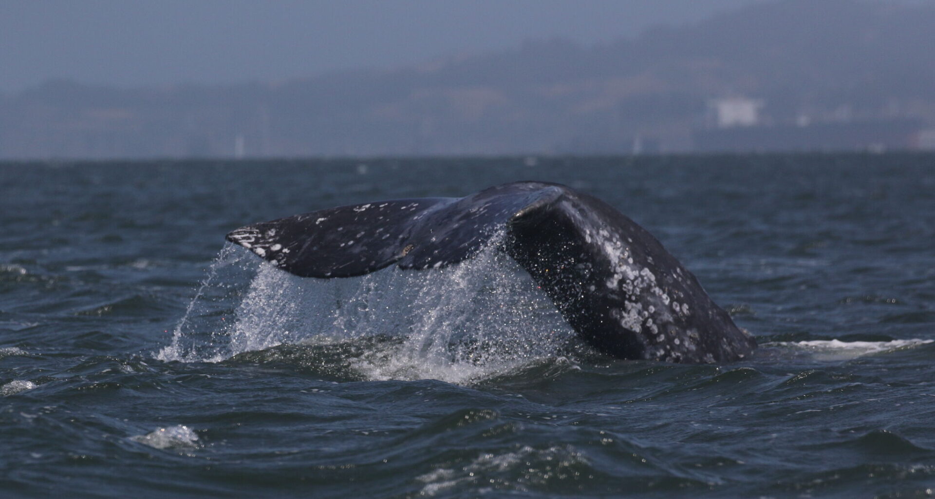 In San Francisco Bay, whales are dying more frequently