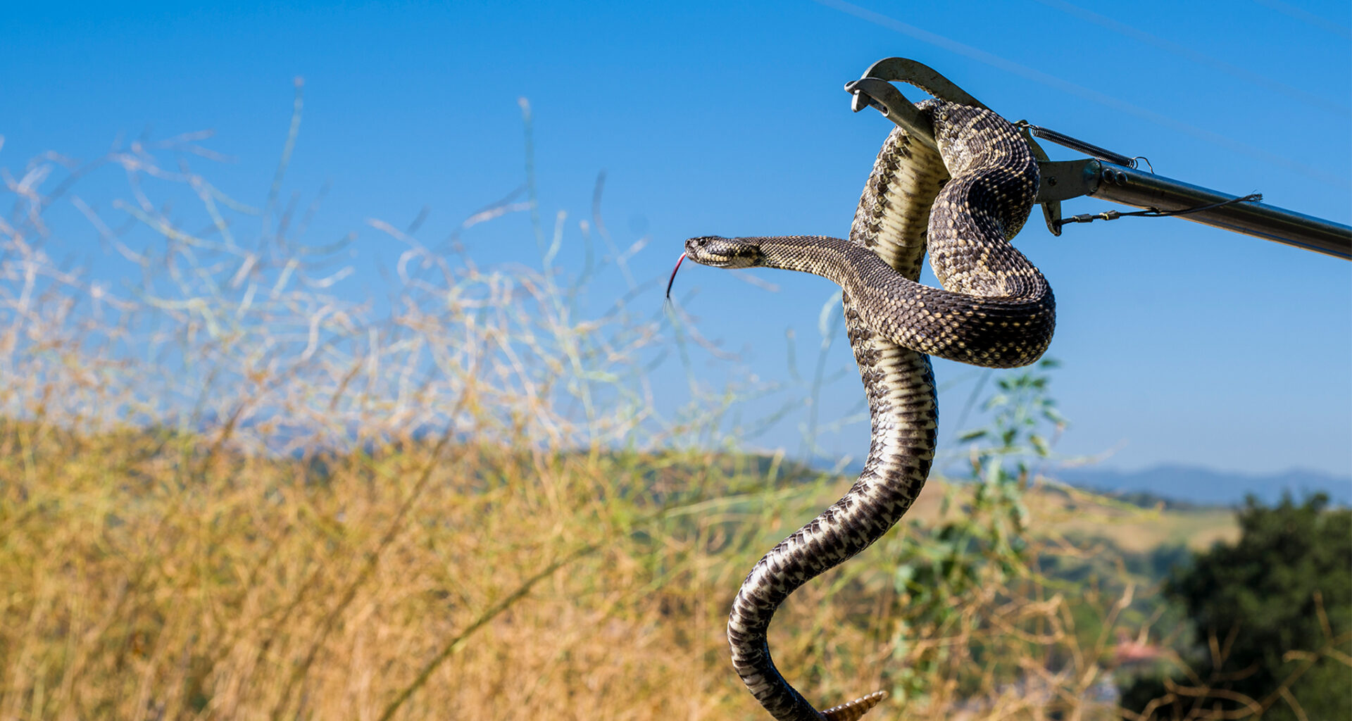Calif. rattlesnake bites hiker amid 'massive increase' in run-ins