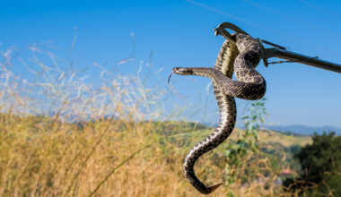 Calif. rattlesnake bites hiker amid 'massive increase' in run-ins