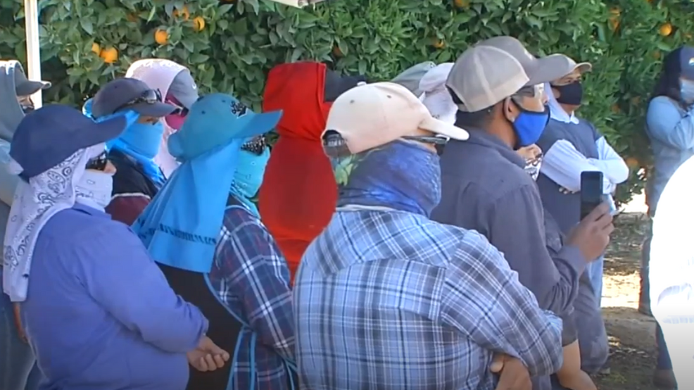 Agricultural Workers (Clip from video) High number of COVID cases among Latino communities are raising concerns that the virus could reach farmworkers.{ } (KBAK/KBFX)