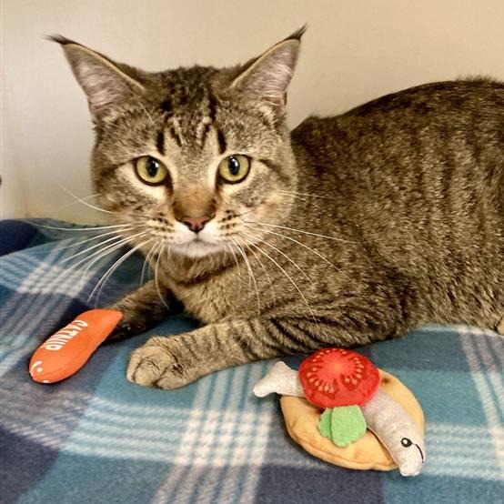 Phoenix is a 3-year-old, male, brown and black color tabby,...