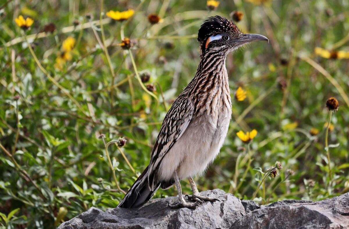 A Roadrunner at the Upper Newport Bay, near the Peter and Mary Muth Interpretive Center in Newport in 2021.