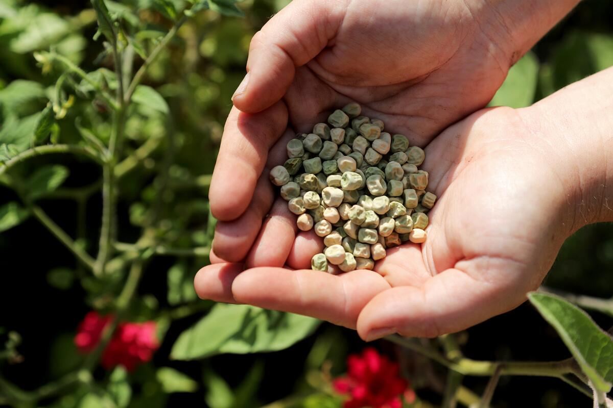 Sugar snap pea seeds that will be planted at Heirloom Potager in Santa Ana.
