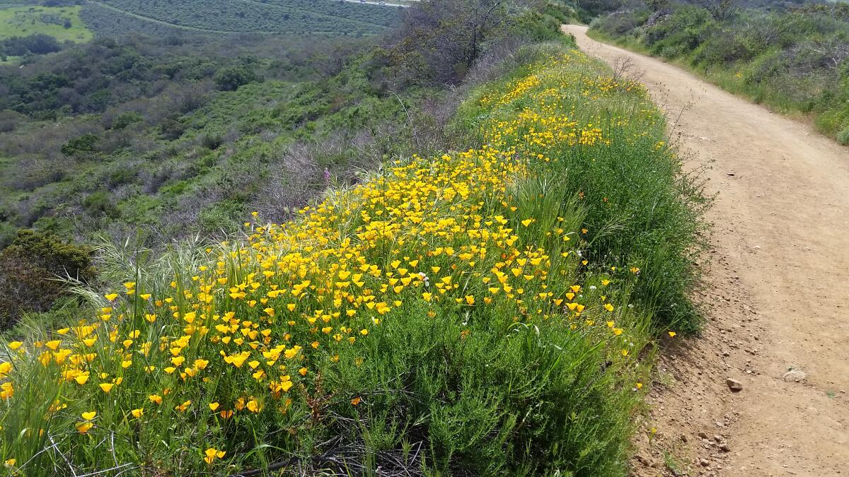 A trail with yellow flowers at Little Sycamore, Laguna Beach. 