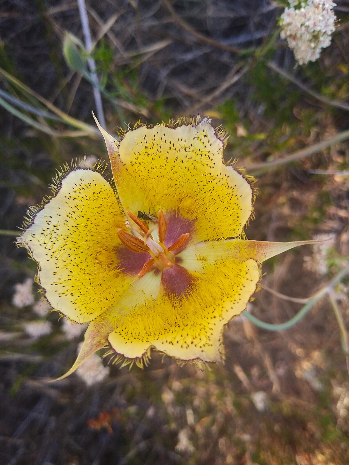 Mariposa lilies grow in isolated areas in Orange County, including Modjeska Peak in the Santa Ana Mountains, in spring.