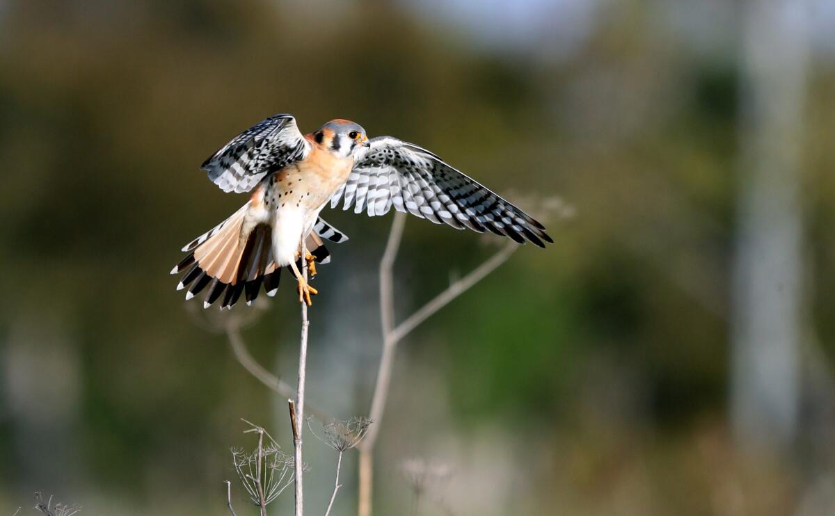 An American kestrel perches briefly on a dried stalk of mustard at Fairview Park in Costa Mesa.