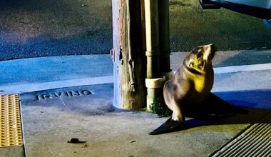 Sea lion pup rescued in San Francisco's Outer Sunset, now under veterinary care