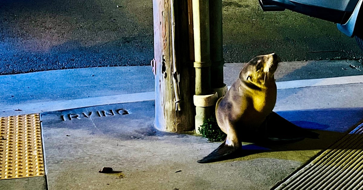 Sea lion pup rescued in San Francisco's Outer Sunset, now under veterinary care