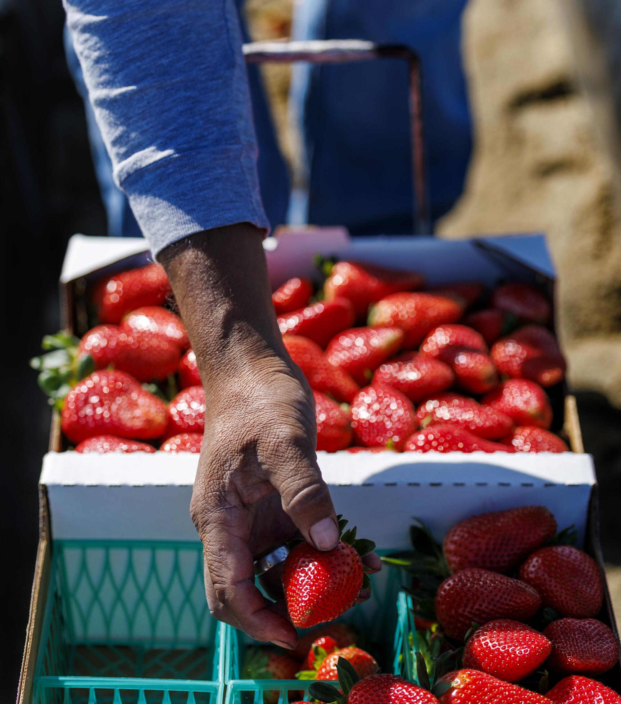 A farmworker's hand is pictured packing strawberries in a field on a recent morning.