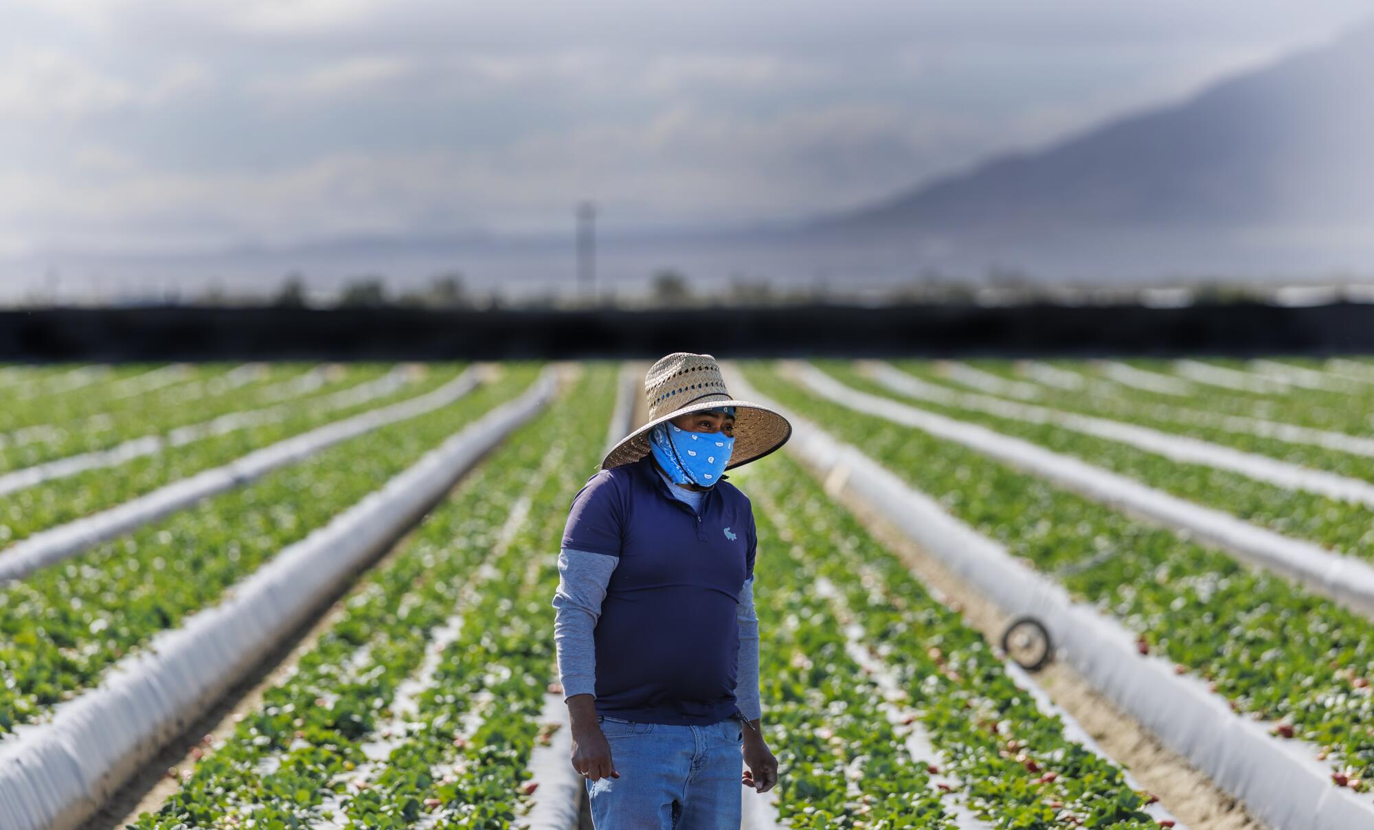 A farmworker spends the morning bent over between rows to pick strawberries in a field