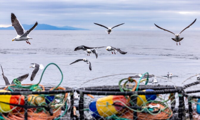 A wide look at a group of gray and white seagulls in mid-flight as they're approach a fishing boat. In the background is open ocean water and in the foreground is colorful gear on the boat.