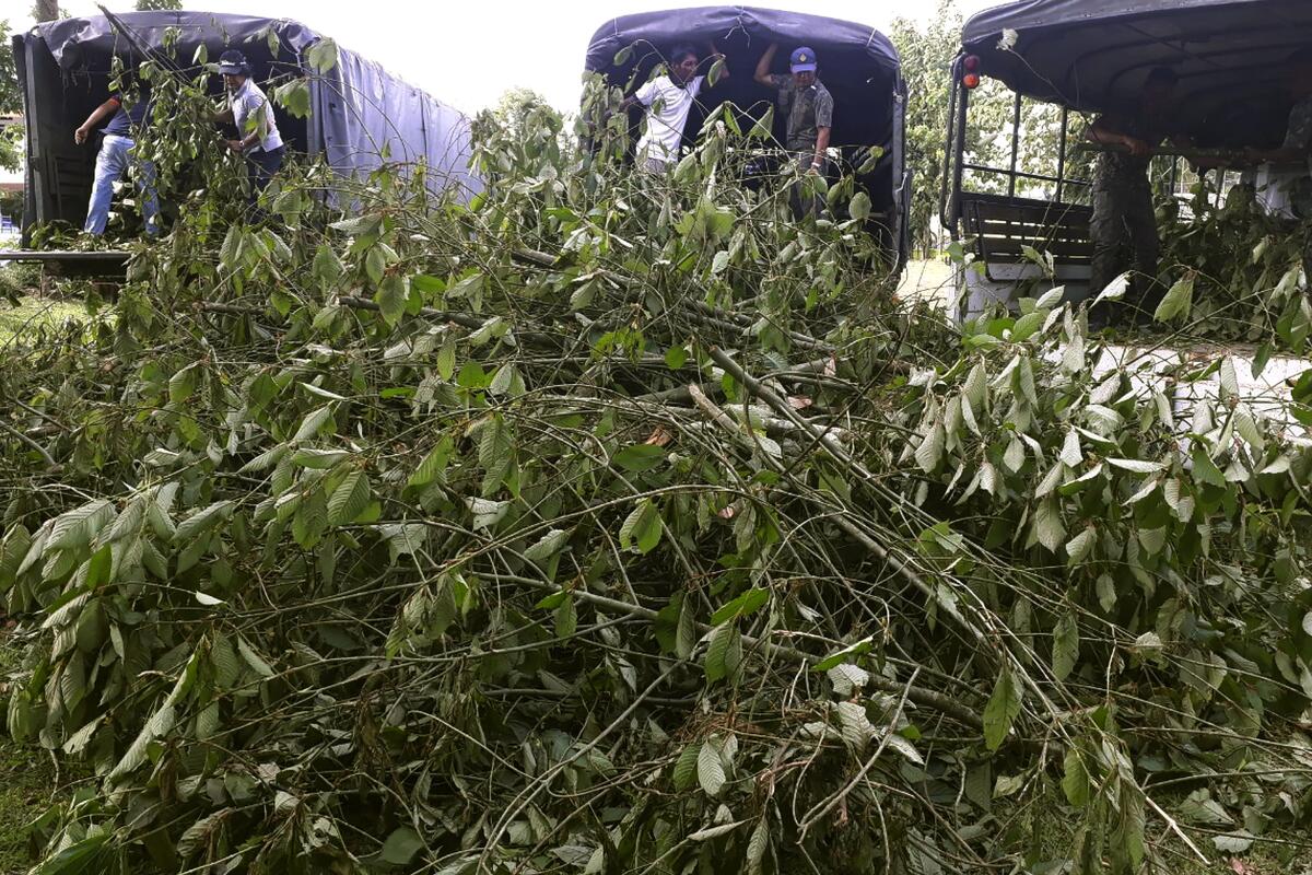 A photo of officers gathering illegally grown kratom plants in Thailand.