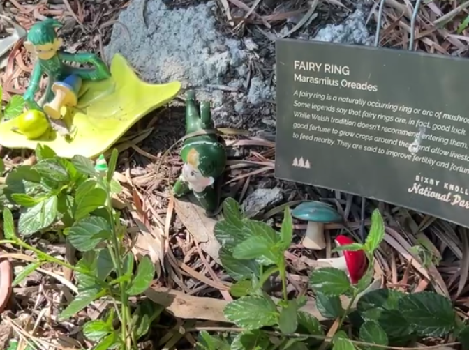 A selection of ceramic fairies dressed in green and toadstools with red and blue caps lie in undergrowth. Next to them is a sign which says Fairy Ring with an explanation.